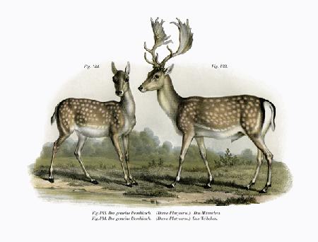 Fallow Deer 1860