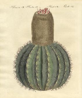 Turk's-cap Cactus