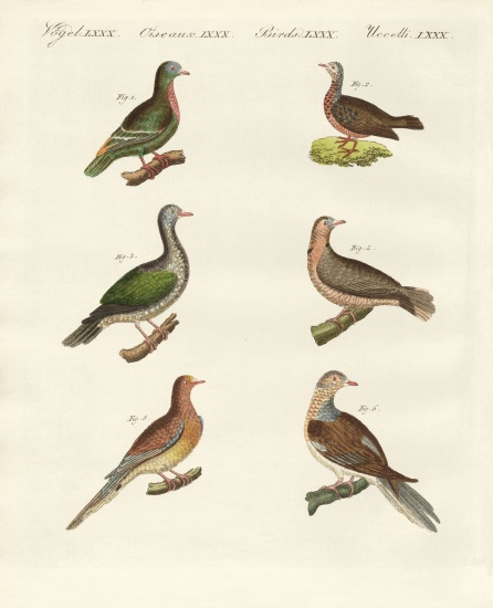 Turtle doves von German School, (19th century)