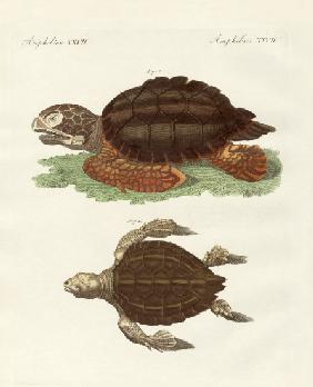 Turtles of phenomenal size