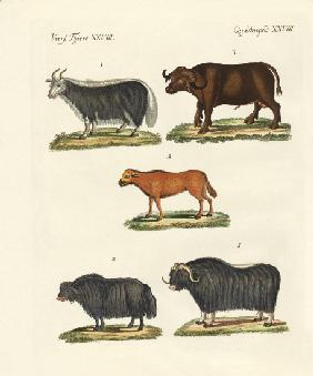 Various kinds of oxen