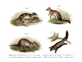 Water Opossum 1860