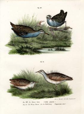 Water Rail 1864