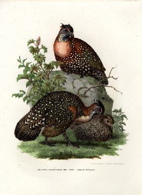 Western Tragopan 1864