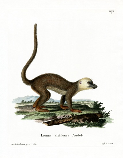 White-headed Lemur von German School, (19th century)