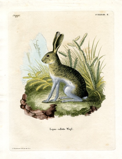 White-sided Jackrabbit von German School, (19th century)