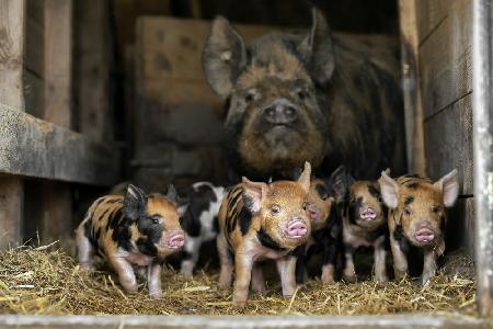 Mama ist sehr beschäftigt mit ihrem Nachwuchs