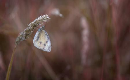 Schmetterling##