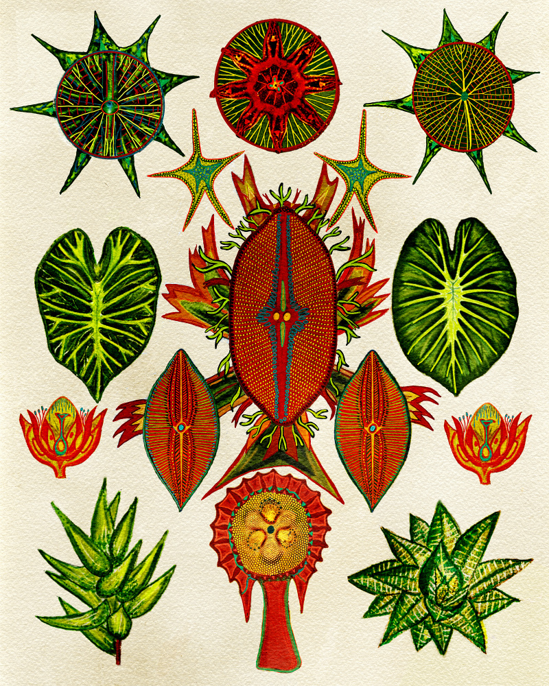 Botanische Erfindung von giovanna nicolo