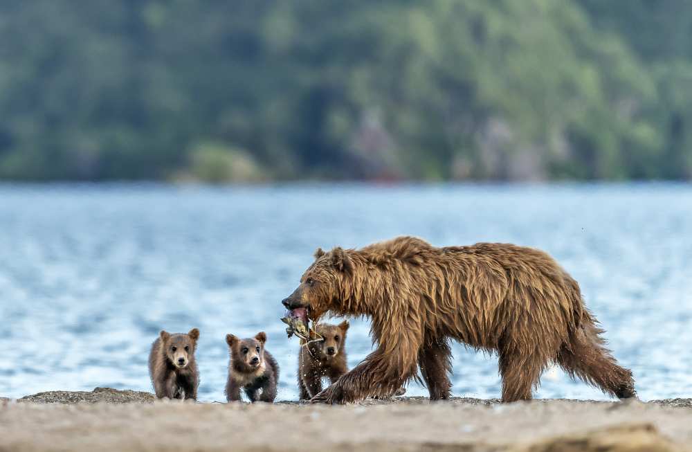 Snack von Giuseppe D 'Amico