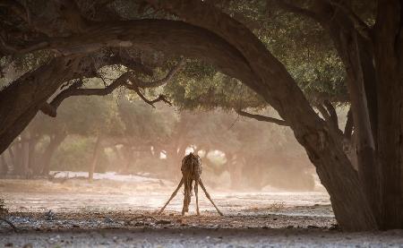 Das Trinken der Giraffe