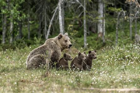 Familienbären