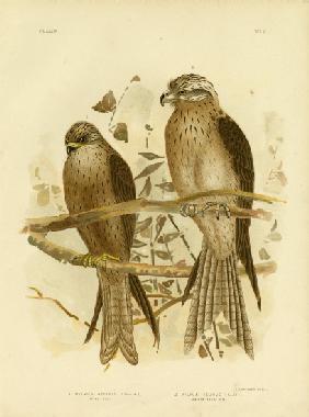 Allied Kite Or Black Kite 1891