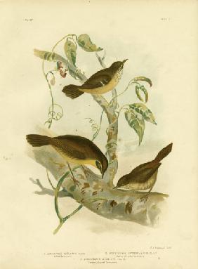 Allied Scrubwren Or White-Browed Scrubwren 1891