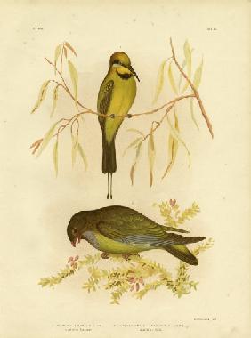 Australian Bee-Eater Or Rainbow Bee-Eater 1891