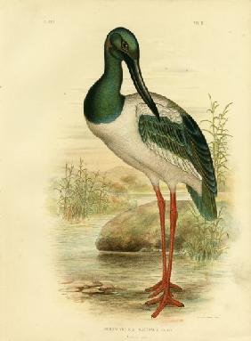Australian Jabiru Or Black-Necked Stork 1891