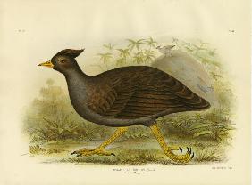 Australian Megapode 1891