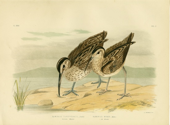 Australian Whimbrel von Gracius Broinowski