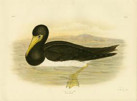 Brown Gannet 1891