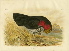 Brush Turkey 1891