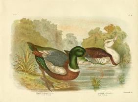 Chestnut-Colored Shieldrake Or Australian Shelduck 1891