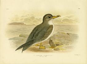 Great Grey Petrel 1891