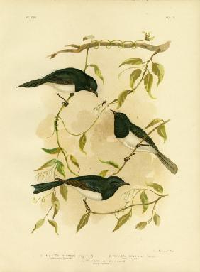 Leaden-Colored Flycatcher Or Leaden Flycatcher 1891