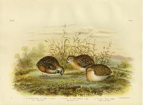 Least Swamp Quail 1891