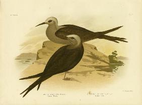 Lesser Noddy 1891