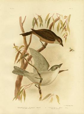 Little Shrike-Thrush 1891