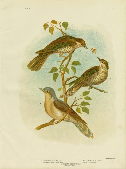 Narrow-Billed Bronze Cuckoo von Gracius Broinowski