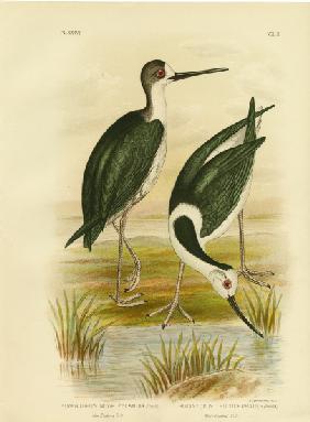 New Zealand Stilt 1891