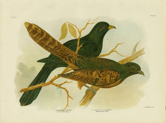 Pheasant Coucal von Gracius Broinowski