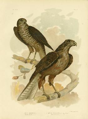 Radiated Goshawk 1891