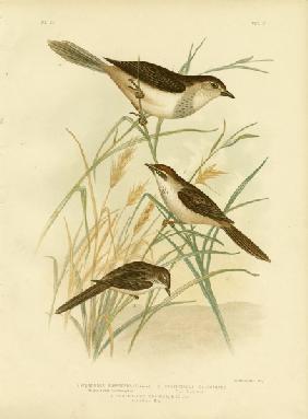 Rufous-Tinted Cincloramphus Or Rufous Songlark 1891