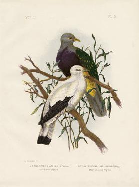 Allied Fruit Pigeon Or Wompoo Fruit-Dove 1891