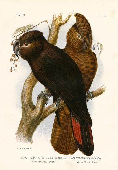 Great-Billed Black Cockatoo 1891