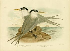 Torres Straits Tern 1891