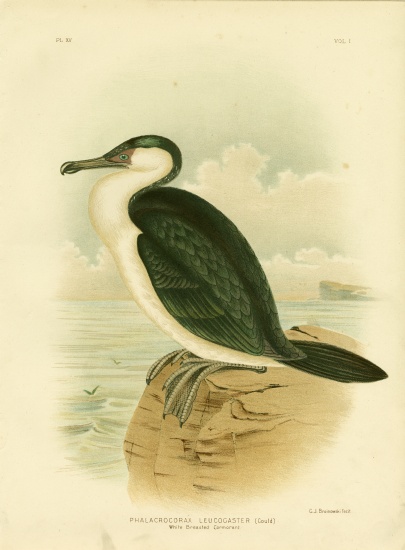 White-Breasted Cormorant von Gracius Broinowski