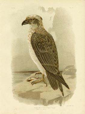 White-Headed Osprey 1891