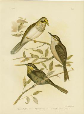 Yellow-Throated Miner 1891