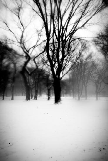 Dark Central Park Tree 2017