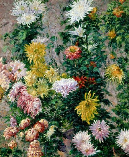 White and Yellow Chrysanthemums 1893