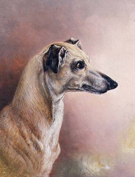 Head of a Greyhound (panel) von H. Morley Park
