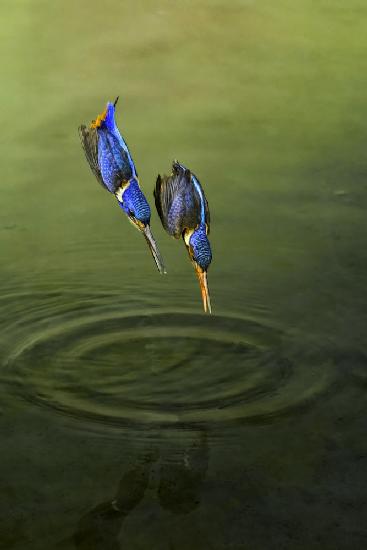 Rennen um Fische