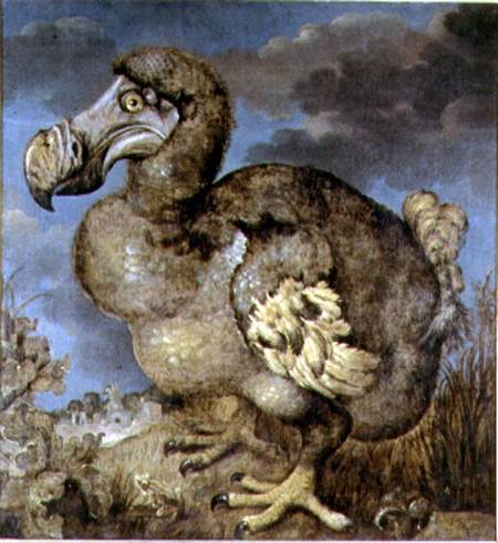 The Dodo von Hans I Savery
