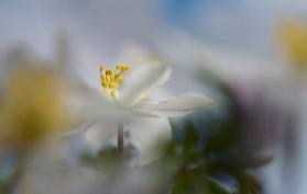 Anemone nemorosa