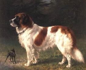 A St. Bernard and a Miniature Pincher