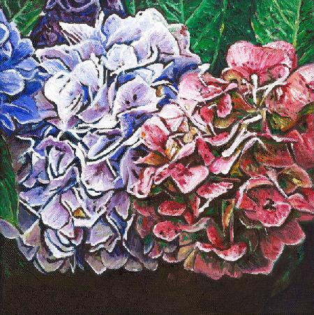 Hydrangeas 2010