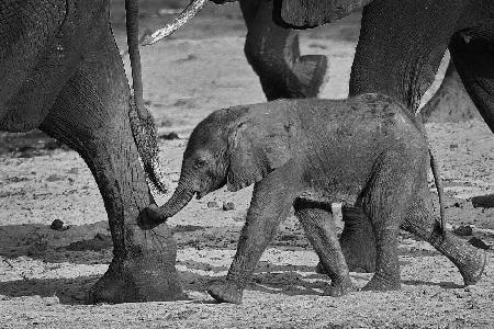 Baby Elefant